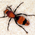 Velvet Ant