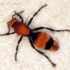 Velvet Ant