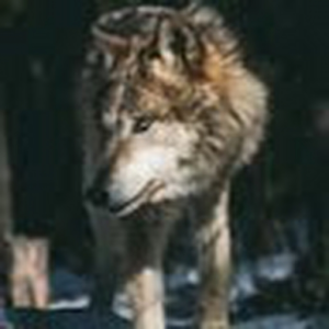 verseko