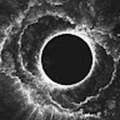 Voidvt