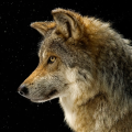 YoungWolf
