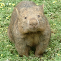 Wambatt