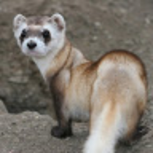 WeakWeasel