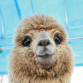 whateverllama_gaming_vlogg