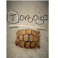 Tortoise.