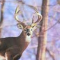 whipkeyb6_boe_wirt_k12_wv_us