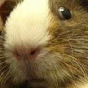 Wiggly-Piggly-Music