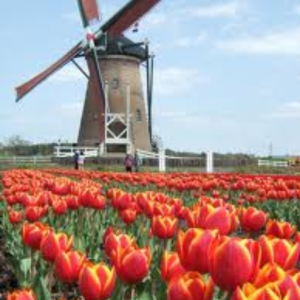 windmill18