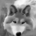 wol