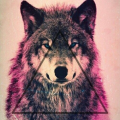 wolf_king-vU5Ygk