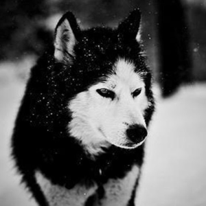 Wolf_Time