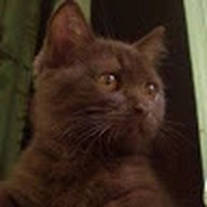 wolfcat