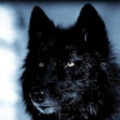 wolfdood
