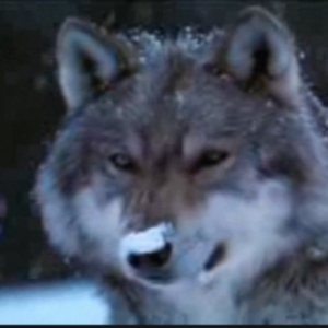 wolfey