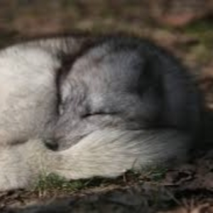 wolfled