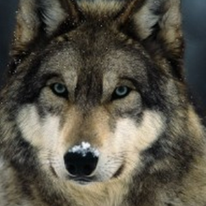 wolfman2012