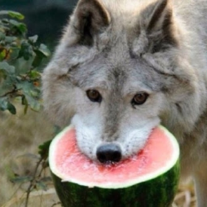 wolve_master