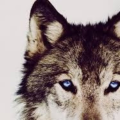 XaiWolfOnDaTrack