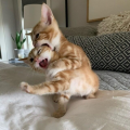 xKater