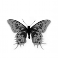 Xotie