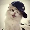 DJ cat