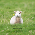 YeetThoseSheep