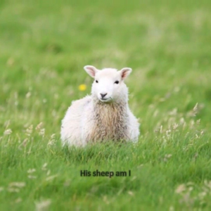 YeetThoseSheep