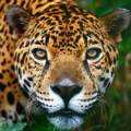 zaxarachincharauli_gmail_com