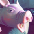 Doobloo