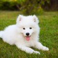 ztang230_gmail_com